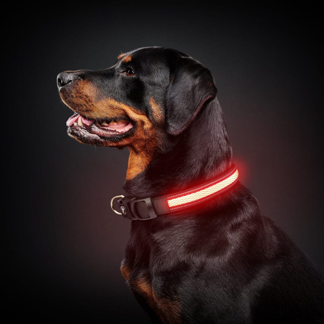 Le Bon Chien collier lumineux rechargeable