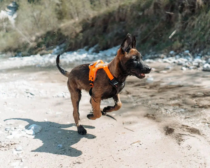 Non-Stop Dogwear harnais pour chiens Ramble