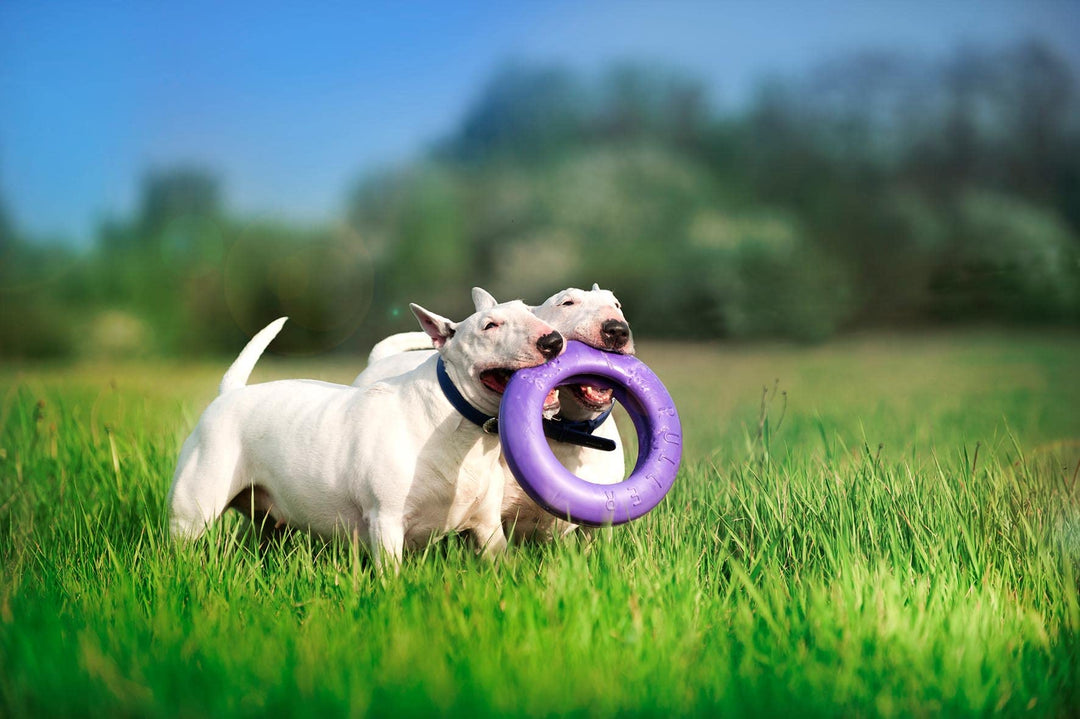 Pitch Dog anneau à lancer Puller