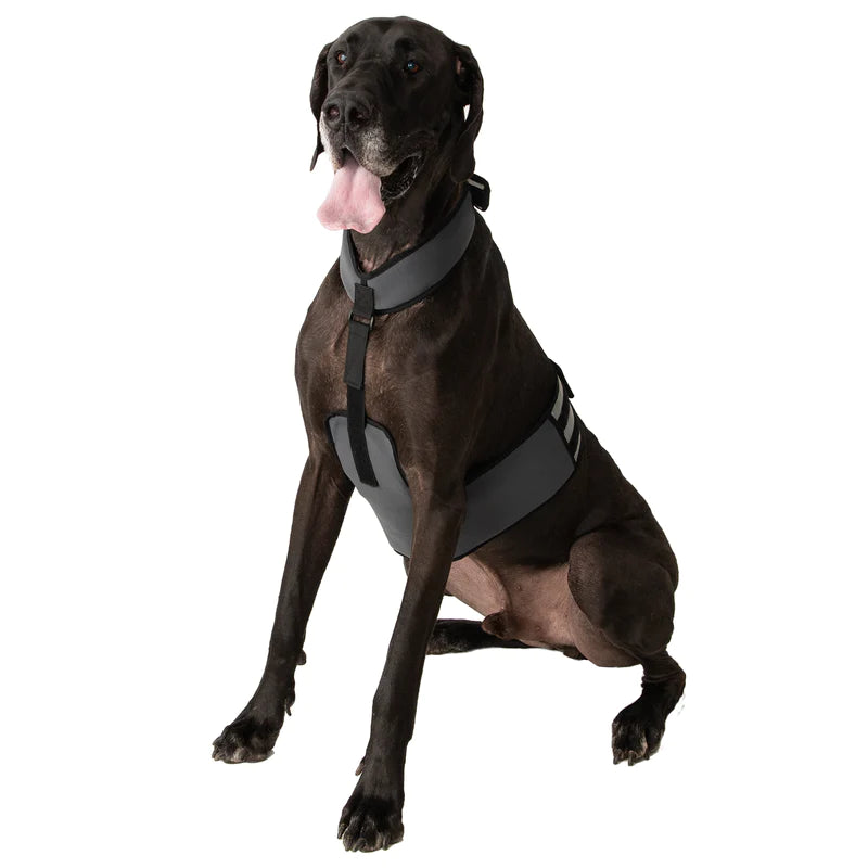 Cooler Dog veste et collier refroidissants pour chien