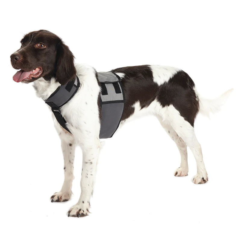 Cooler Dog veste et collier refroidissants pour chien