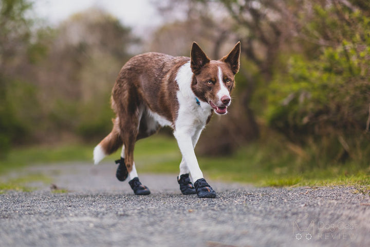 Muttluks bottes pour chiens Mutt Trackers