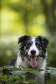 Doggo Fr Boutique Döggo
