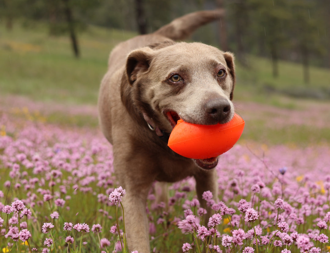 Ruff Dawg ballon de football indestructible