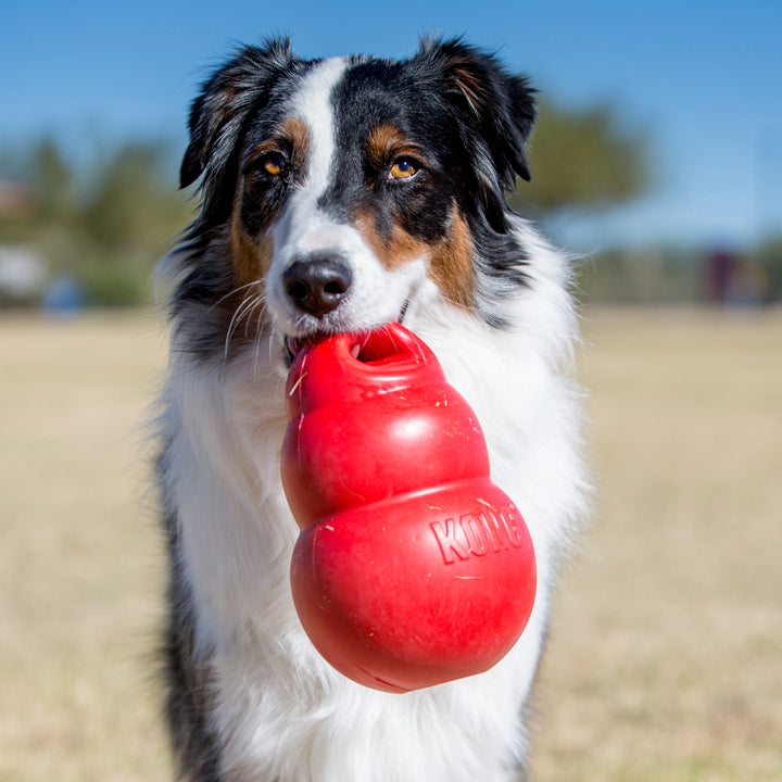 Kong jouet Bounzer