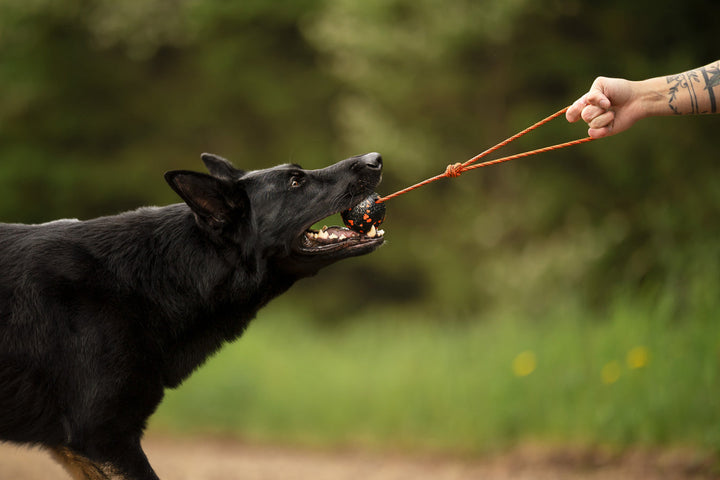 Non-Stop Dogwear balle avec corde Ball On Rope