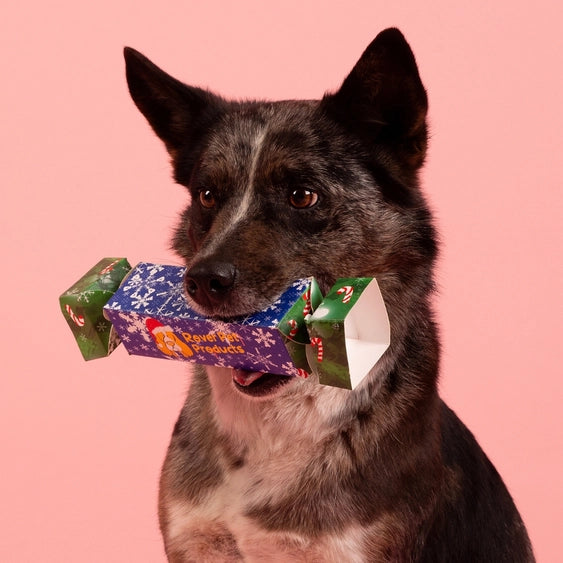 Rover Pet Products ensemble de bonbons de Noël pour chiens BonBon