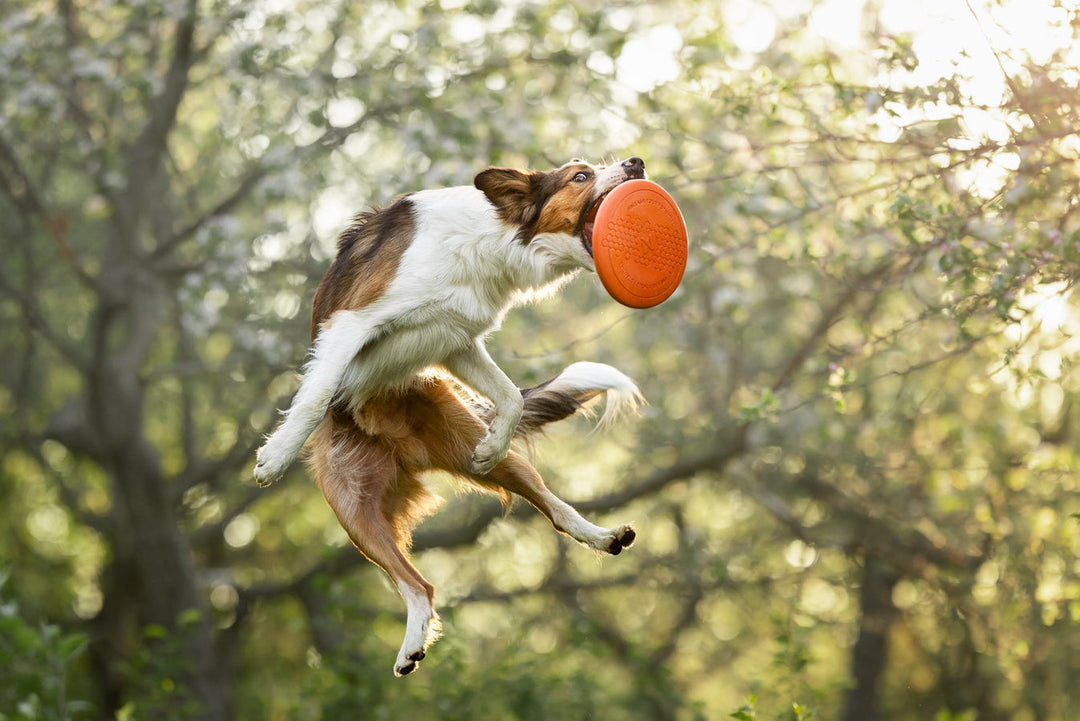Non-Stop Dogwear frisbee Flying Disc
