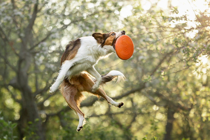 Non-Stop Dogwear frisbee Flying Disc