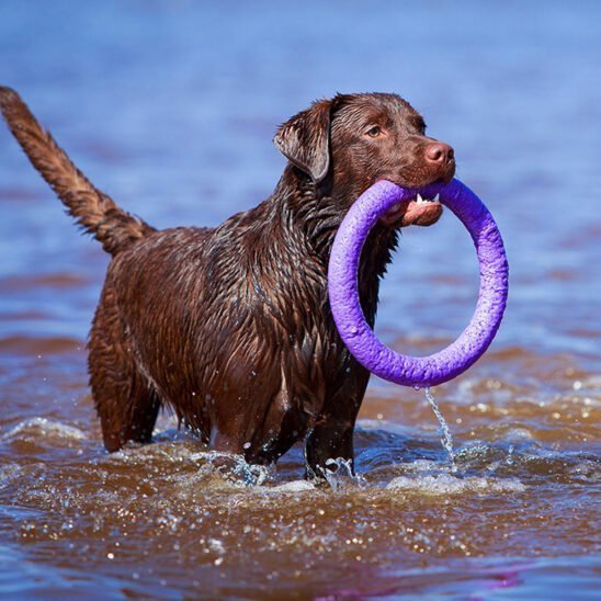 Pitch Dog anneau à lancer Puller