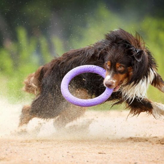 Pitch Dog anneau à lancer Puller