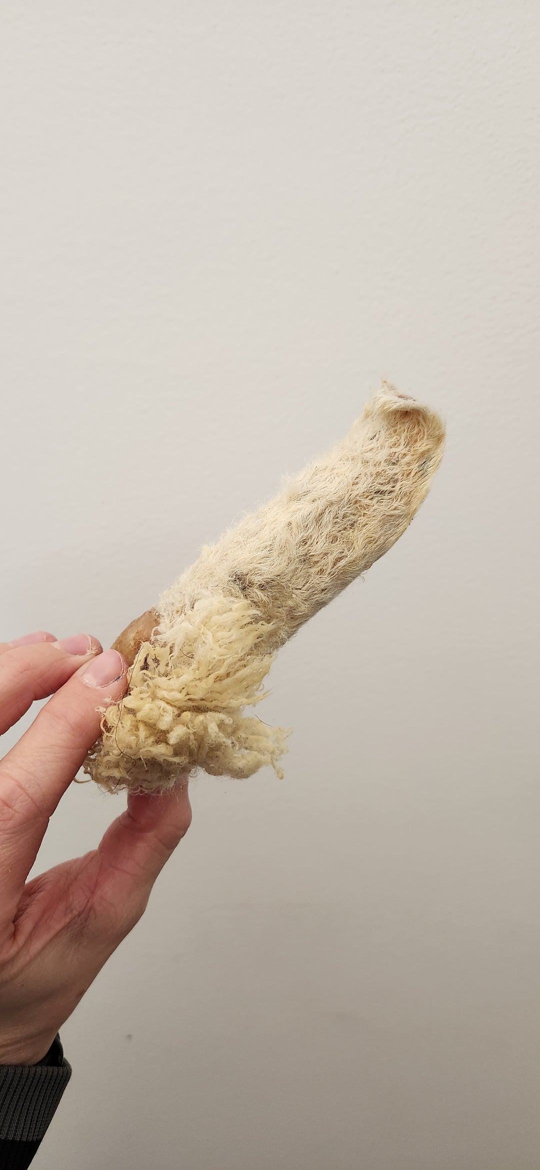 Bullsters oreille de mouton avec poils