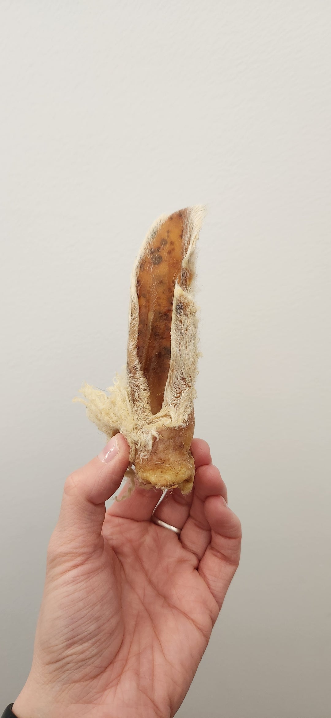 Bullsters oreille de mouton avec poils