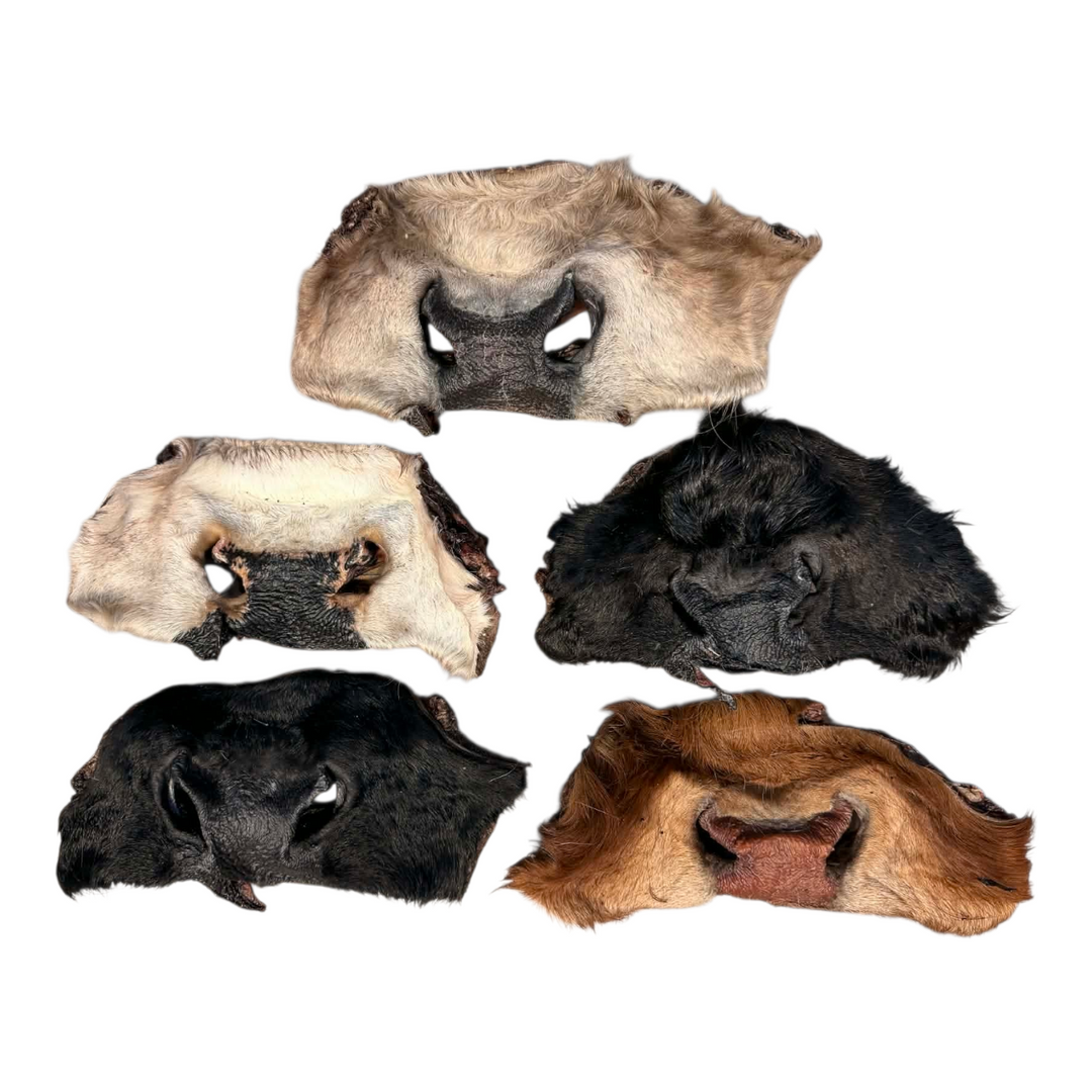 Grand Valley Quail nez de vache poilu - Paquet économique 5 pour 4