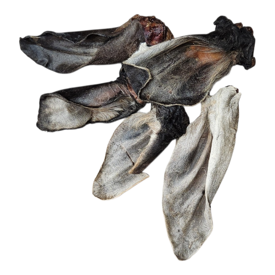 Grande oreille de boeuf poilue - Paquet économique 5 pour 4