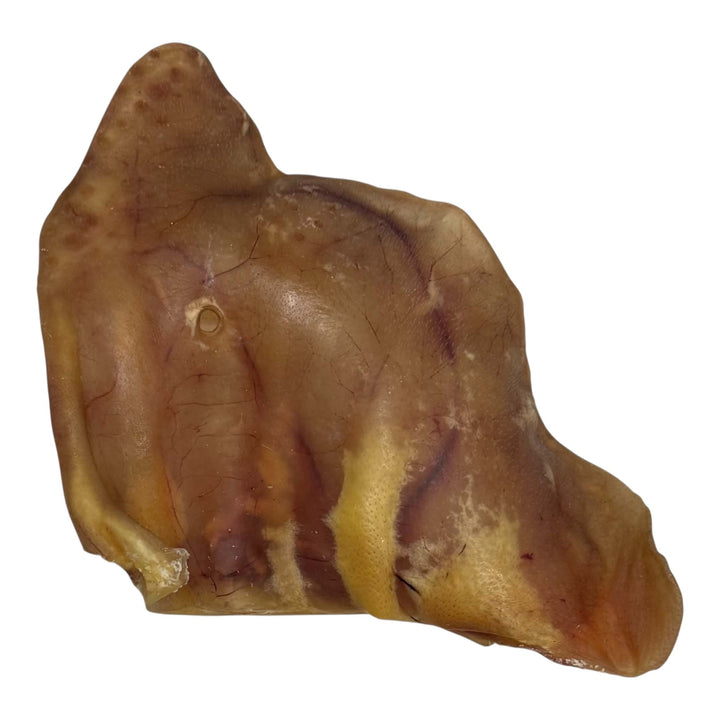 Oreille de porc géante