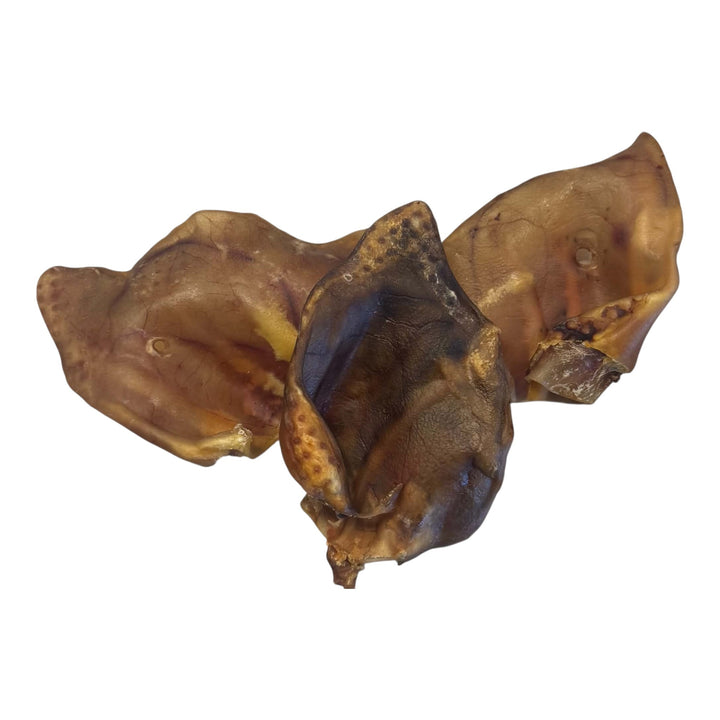 Oreille de porc géante