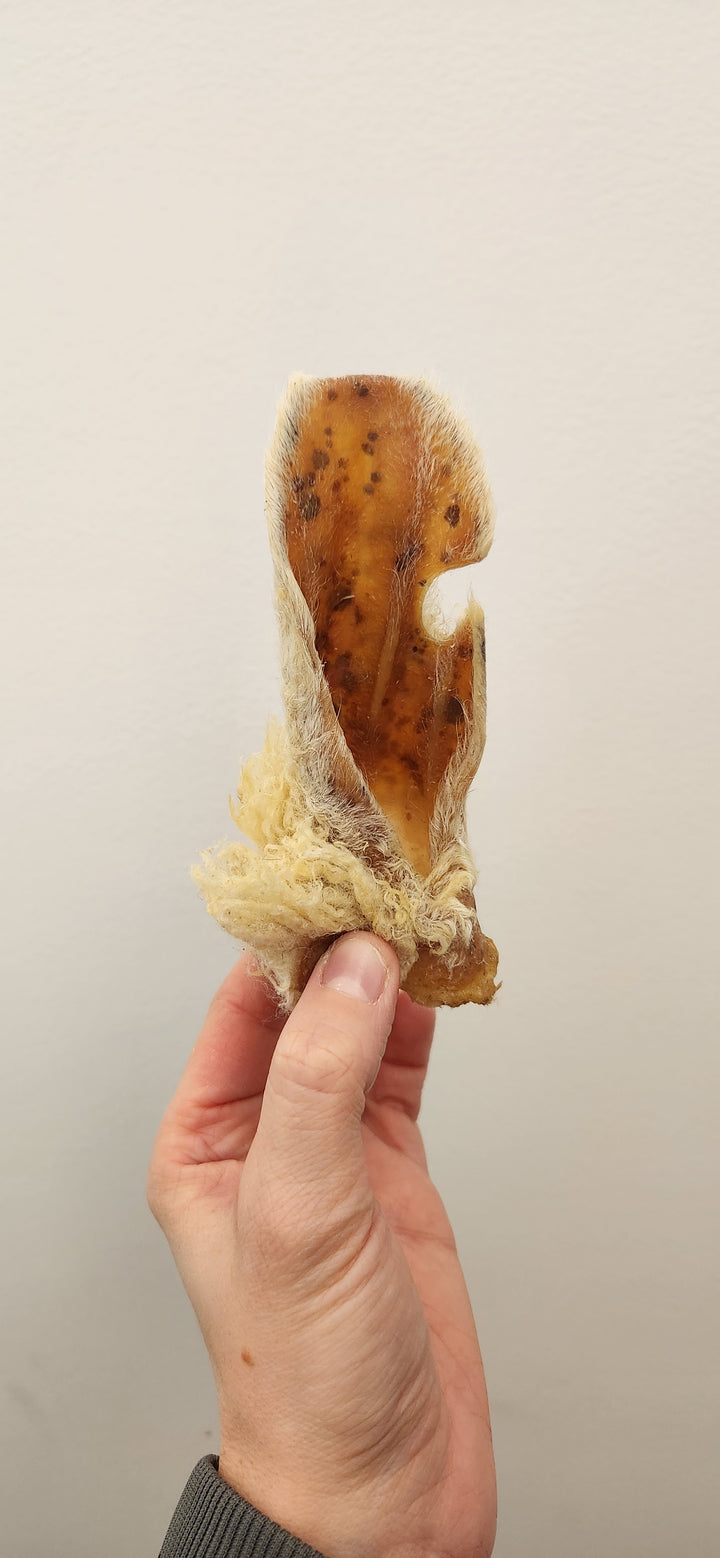 Bullsters oreille de mouton avec poils