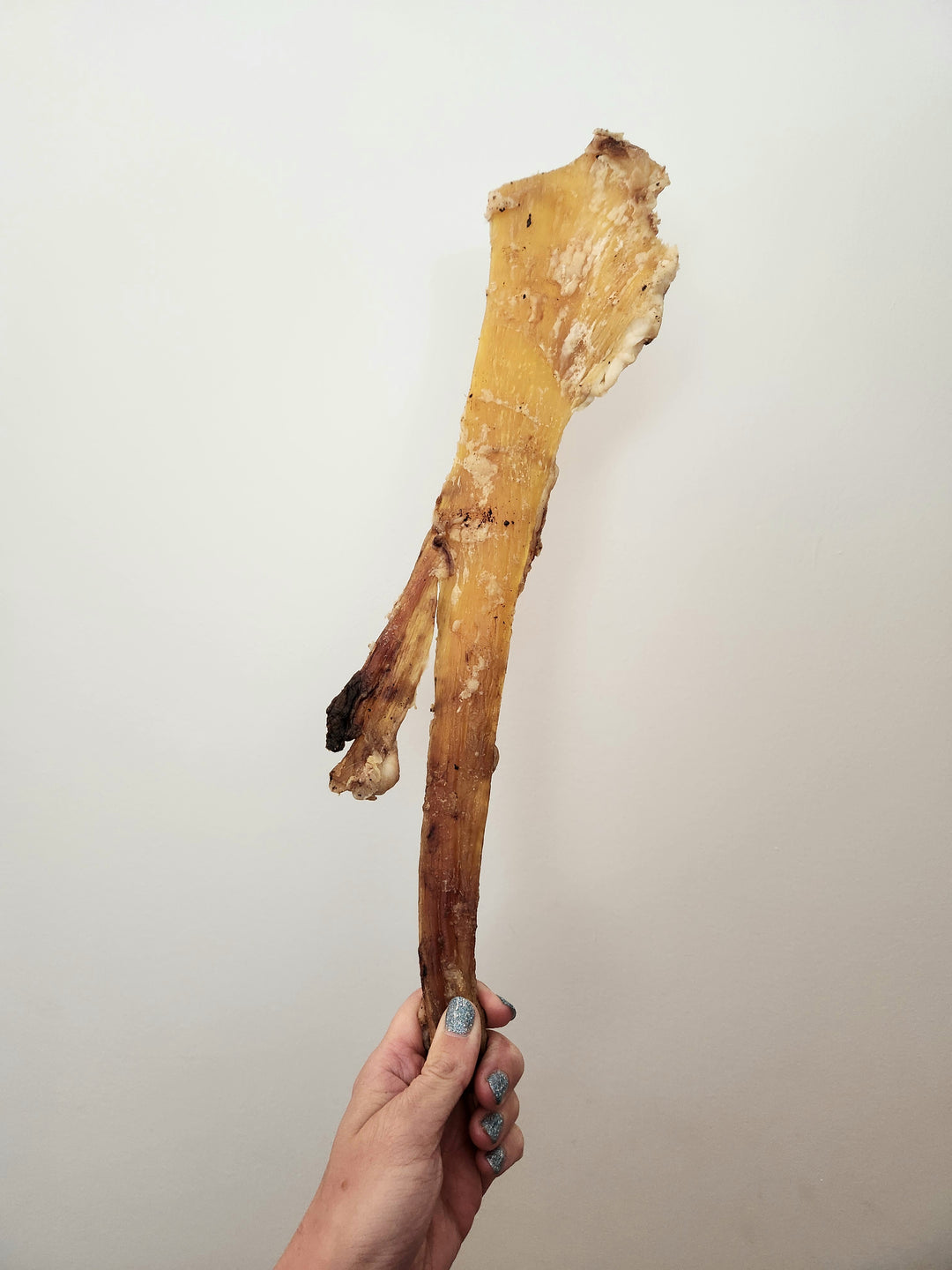 SOL tendon de bison