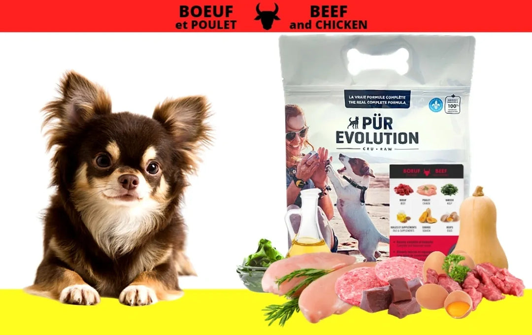 Pür Evolution nourriture crue pour chiens Boeuf et Poulet
