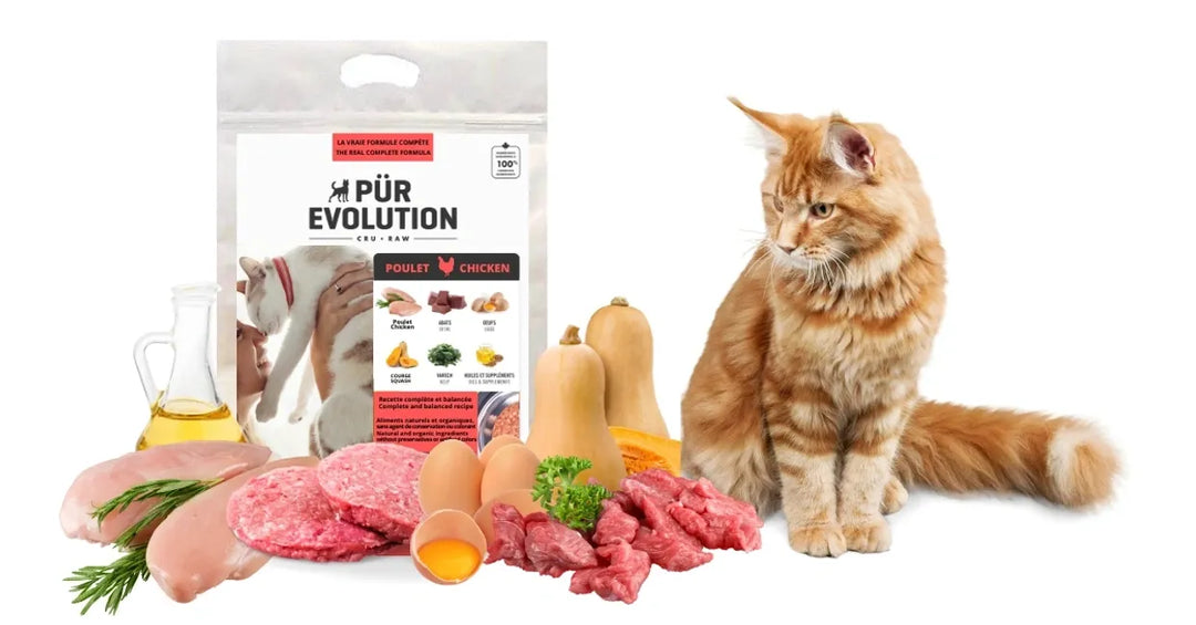 Pür Evolution nourriture crue pour chats Poulet