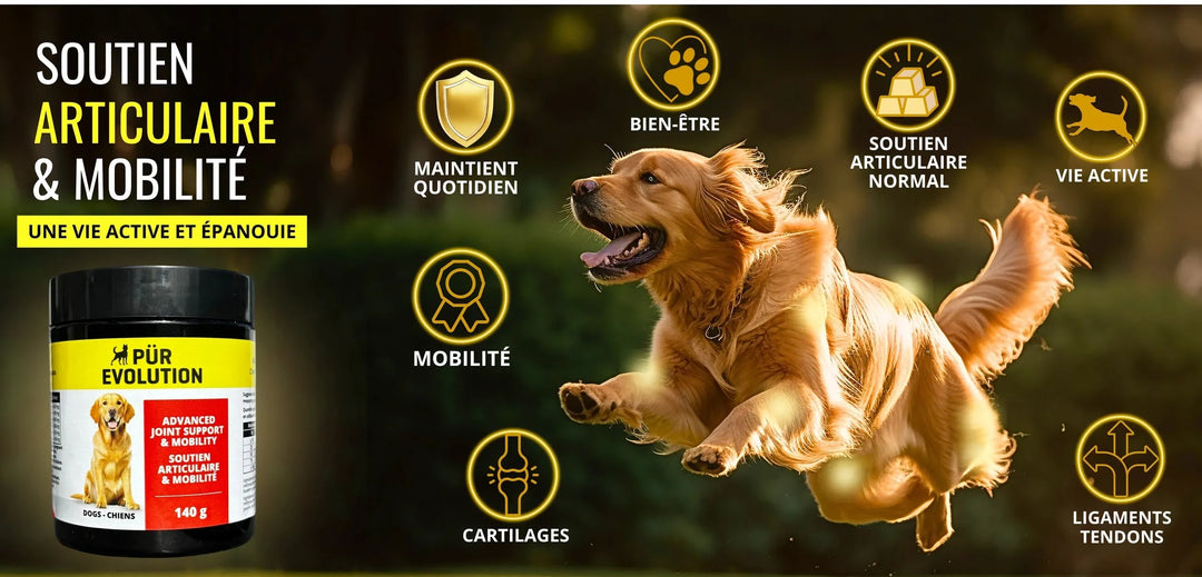 Pür Evolution supplément pour chiens Soutien articulaire et mobilité 140g