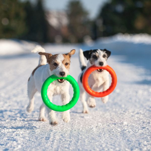 Pitch Dog anneau flottant à lancer Fetch Ring