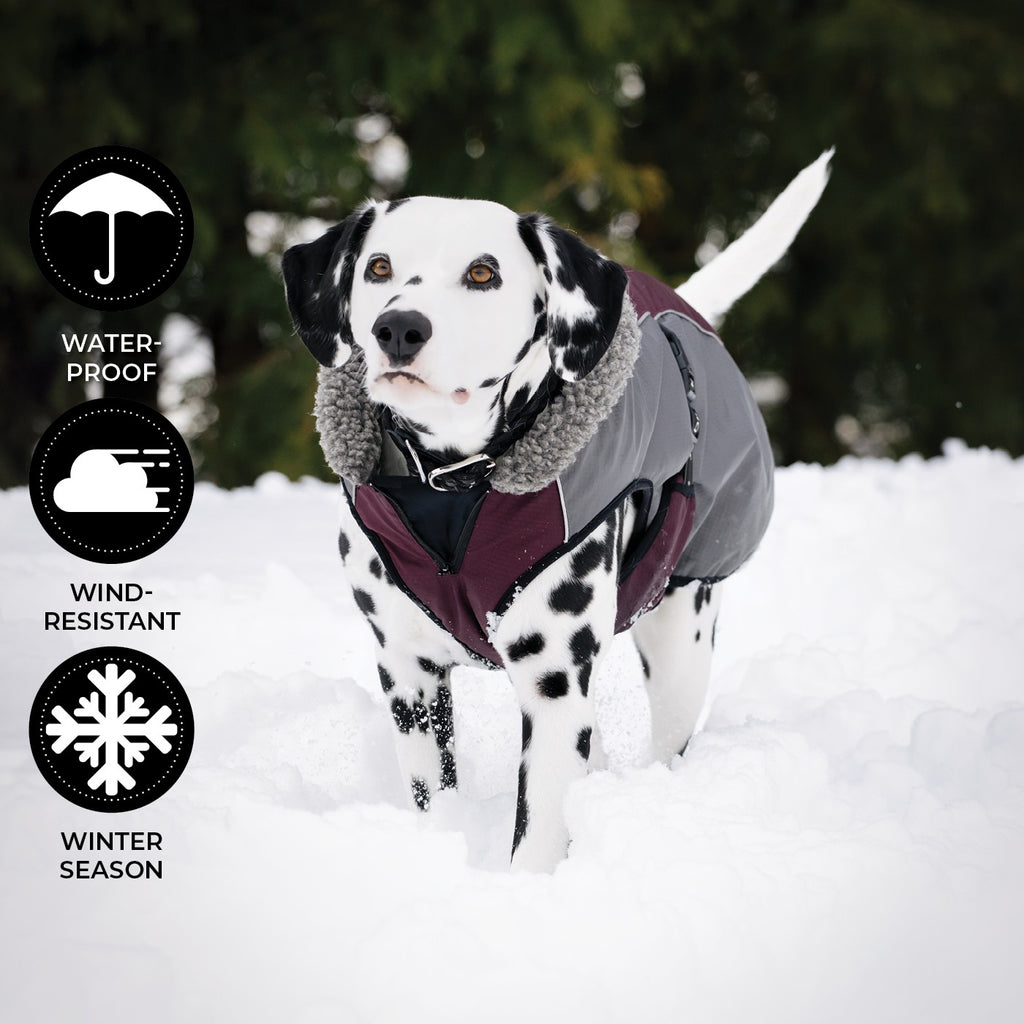 Shedrow manteaux pour chiens Chinook