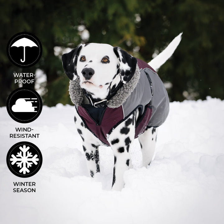 Shedrow manteaux pour chiens Chinook