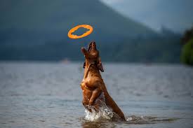 Bionic Dog Toys frisbee Toss-N-Tug Turbo