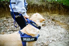 Julius K9 Color & Gray collier tactique avec poignée et attache sécurisée