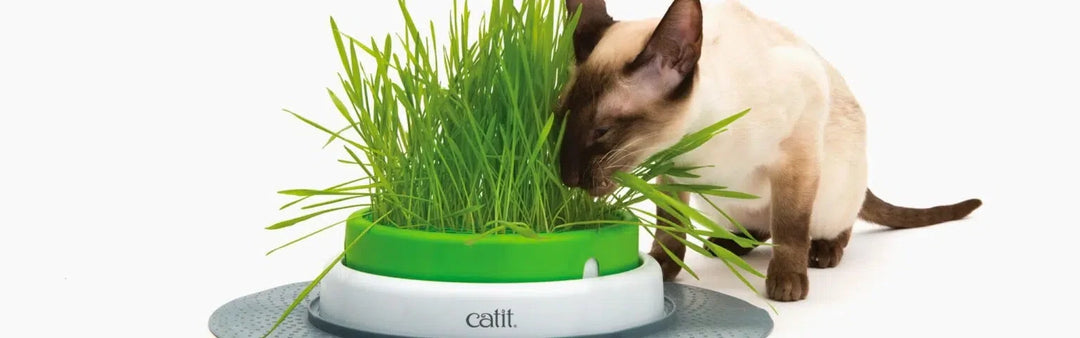 Catit Senses 2.0 jardinière d'herbe à chat avec couvercle